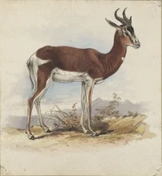 Ein Antilope